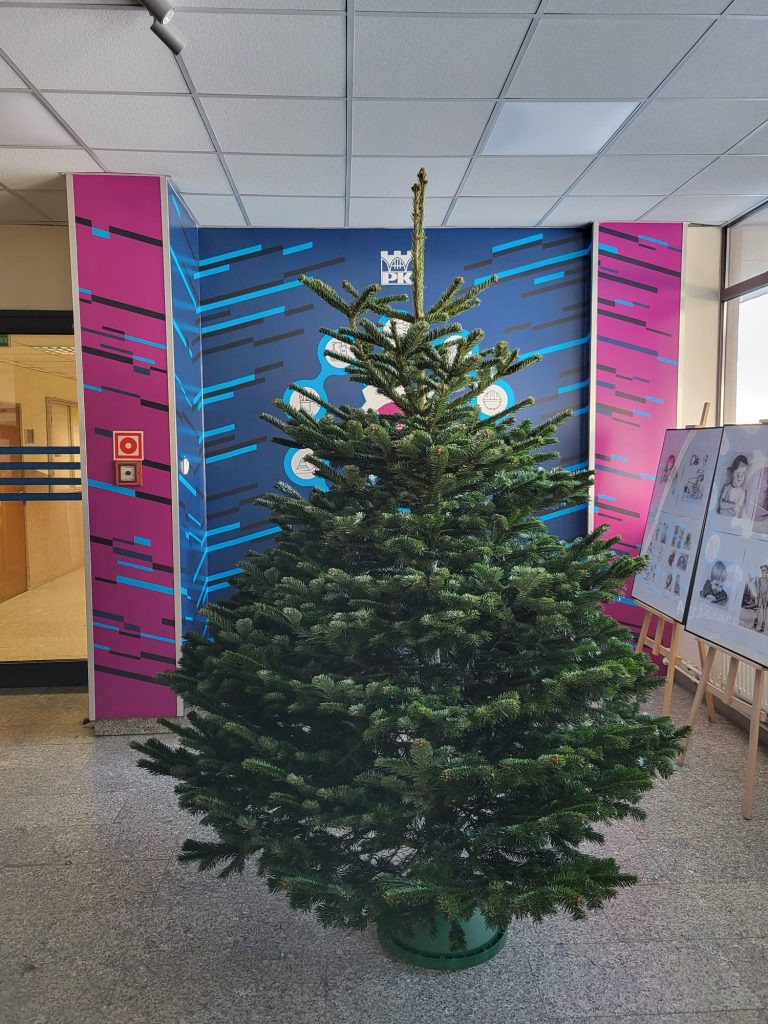 Żywa, zielona choinka na tle ściany z logo Pk i WM